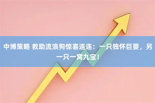 中博策略 救助流浪狗惊喜连连：一只独怀巨婴，另一只一窝九宝！